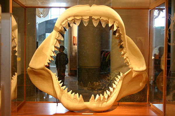 인간에게도 상어처럼···이빨 재생세포 있다 < 테크&라이프 < IT·전자 < 기사본문 - 넥스트데일리