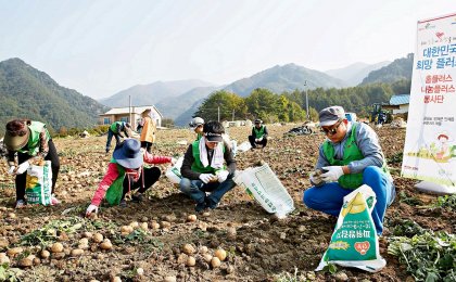 홈플러스 임직원들이 강원도 인제군 인제읍 귀둔리마을에서 마을의 대표 작물인 감자 수확을 돕고 있다. 사진=홈플러스 제공