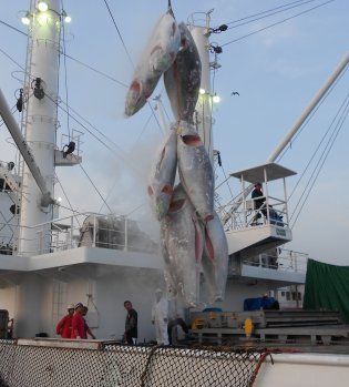동원산업은 지난해 10월 3일 고위도(高緯度) 북대서양 참다랑어를 어획해 지난달 일본에 수출했다고 3일 밝혔다. 사진=동원산업 제공