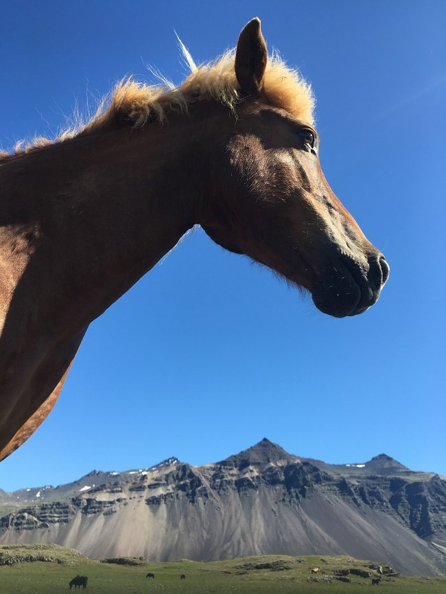 말이 있는 풍경, 아이슬란드, 2016년 7월