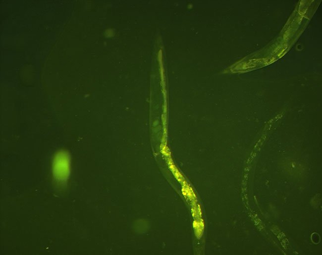 형광현미경으로 관찰한 예쁜꼬마선충, 서범석 제공