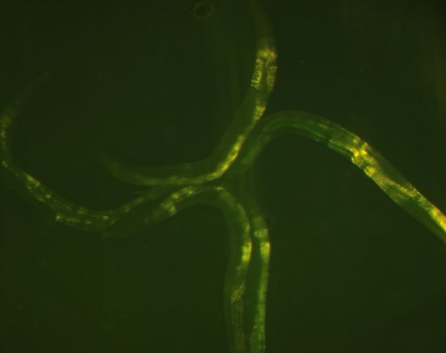 형광현미경으로 관찰한 예쁜꼬마선충, 서범석 제공