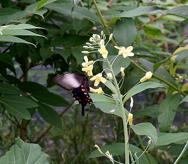 산제비나비와 흡밀식물(吸蜜植物), 서울숲 나비정원