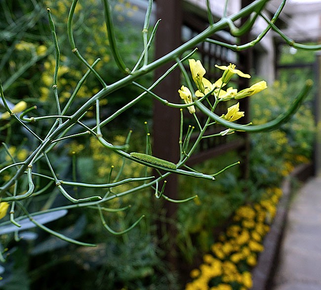 애벌레와 기주식물(寄主植物), 서울숲 나비정원