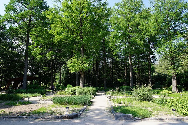 홍릉수목원의 약용식물원