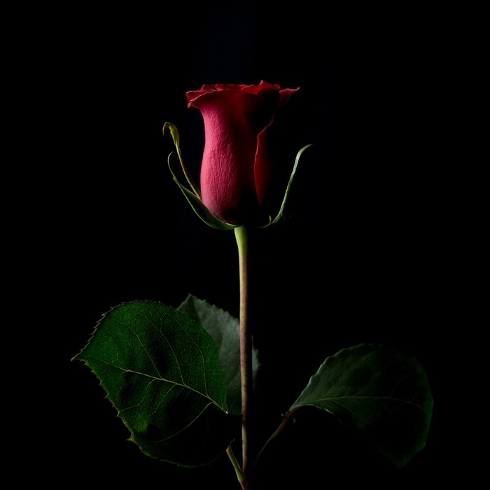 작품명 '포에버 로즈(Forever Rose)', 2018, 케빈 아보쉬(Kevin Abosch)