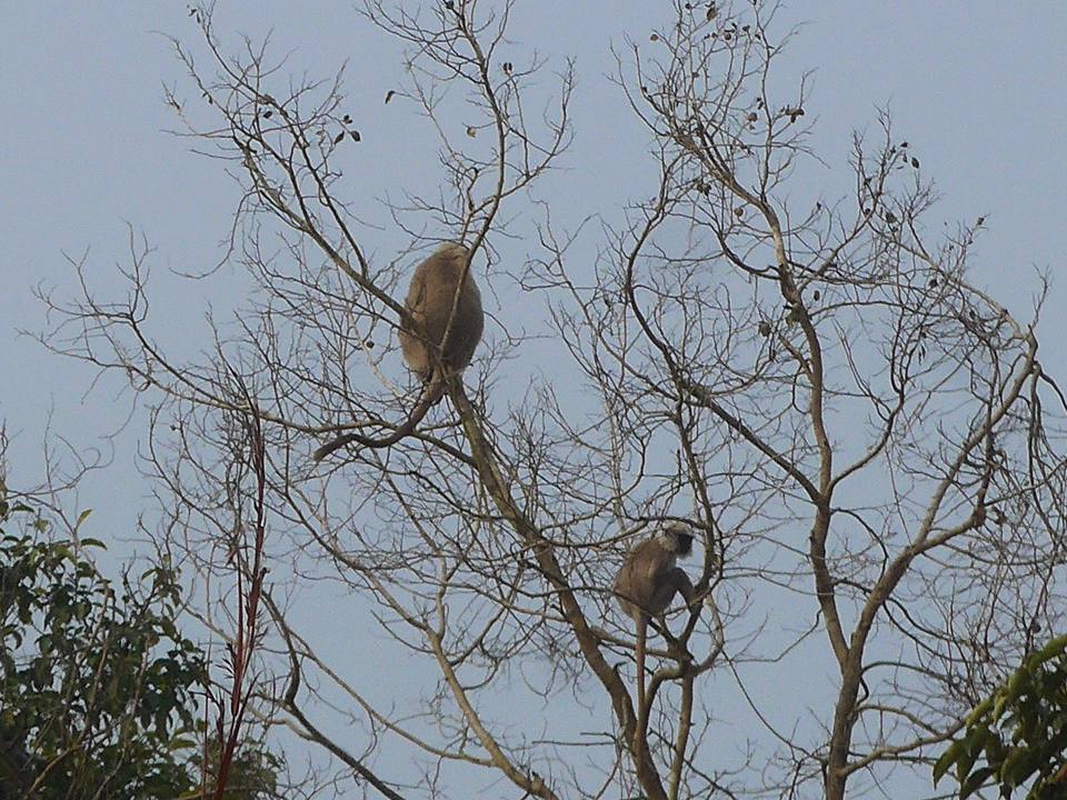나무 위 원숭이들