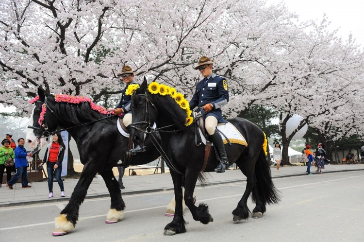 렛츠런파크 서울 벚꽃축제 모습
