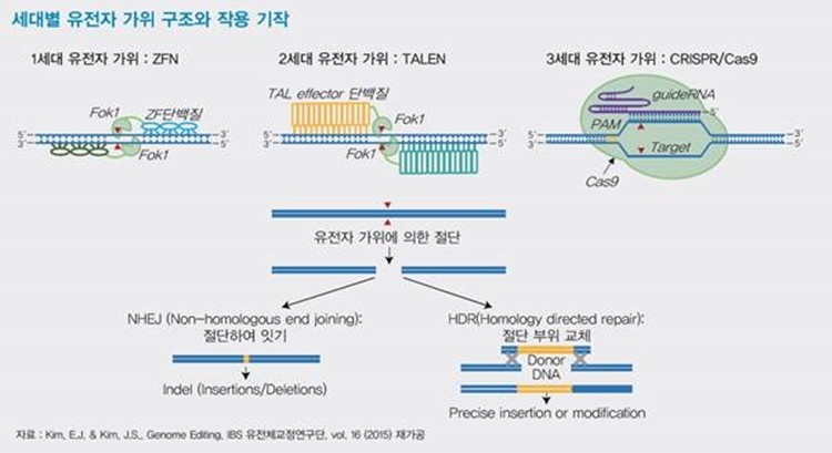 출처: LGERI Report(2017.1.24.), 인류의 미래를 재단할 3세대 유전자 가위 CRISPR-Cas9