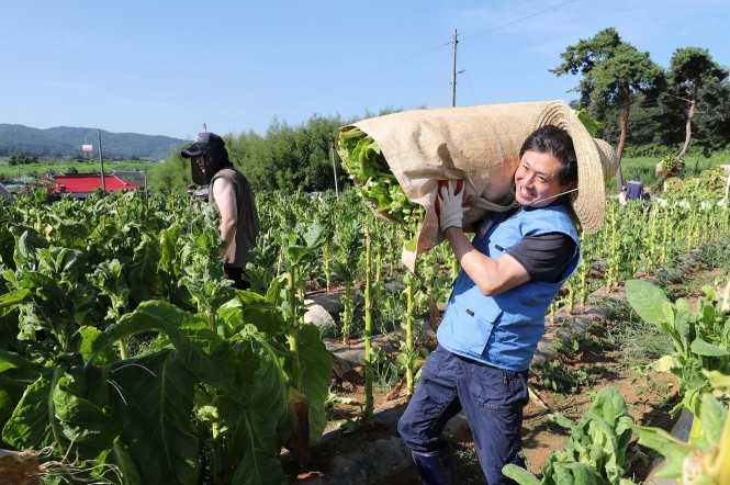 KT&G 원료본부 및 김천공장 임직원들은 13일 김제시 봉남면의 잎담배 농가를 방문해 수확 봉사활동을 진행했다. 