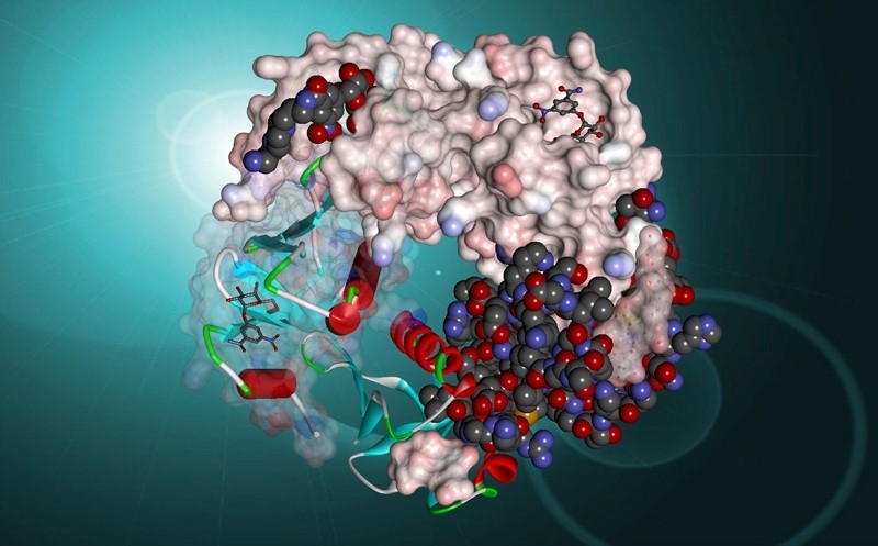 컴퓨터 시뮬레이션을 통해 돌연변이 전후의 단백질 결합 여부를 예측할 수 있다. 자료제공=다쏘시스템