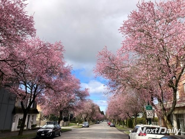 벚꽃으로 물든 밴쿠버의 거리지만 사람들의 모습을 찾아볼 수 없다