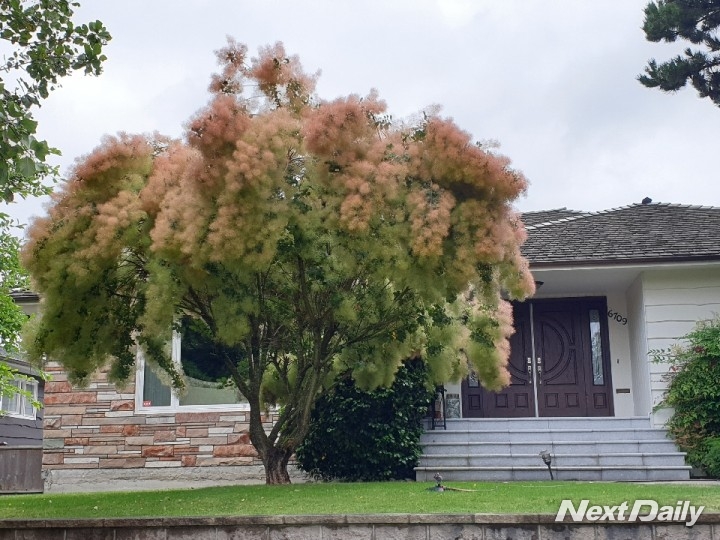이름 모를 꽃나무. 캐나다의 대부분의 주거형태는 하우스이다.