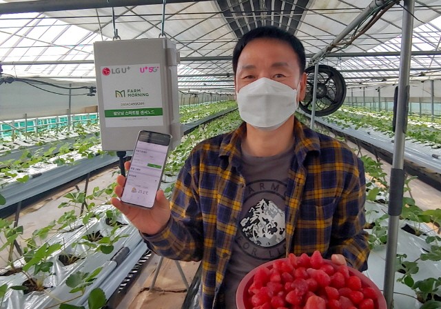 스마트팜 서비스가 설치된 속초시 한 딸기 농가에서 농장주가 스마트폰의 원격관제 화면을 보여주고 있다. 사진 LG유플러스 
