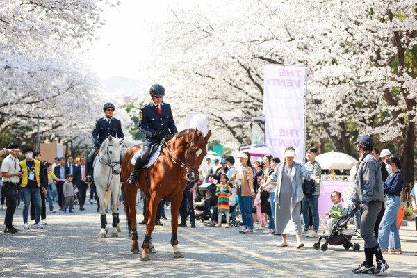 말과 함께하는 이색 벚꽃축제 렛츠런파크 서울