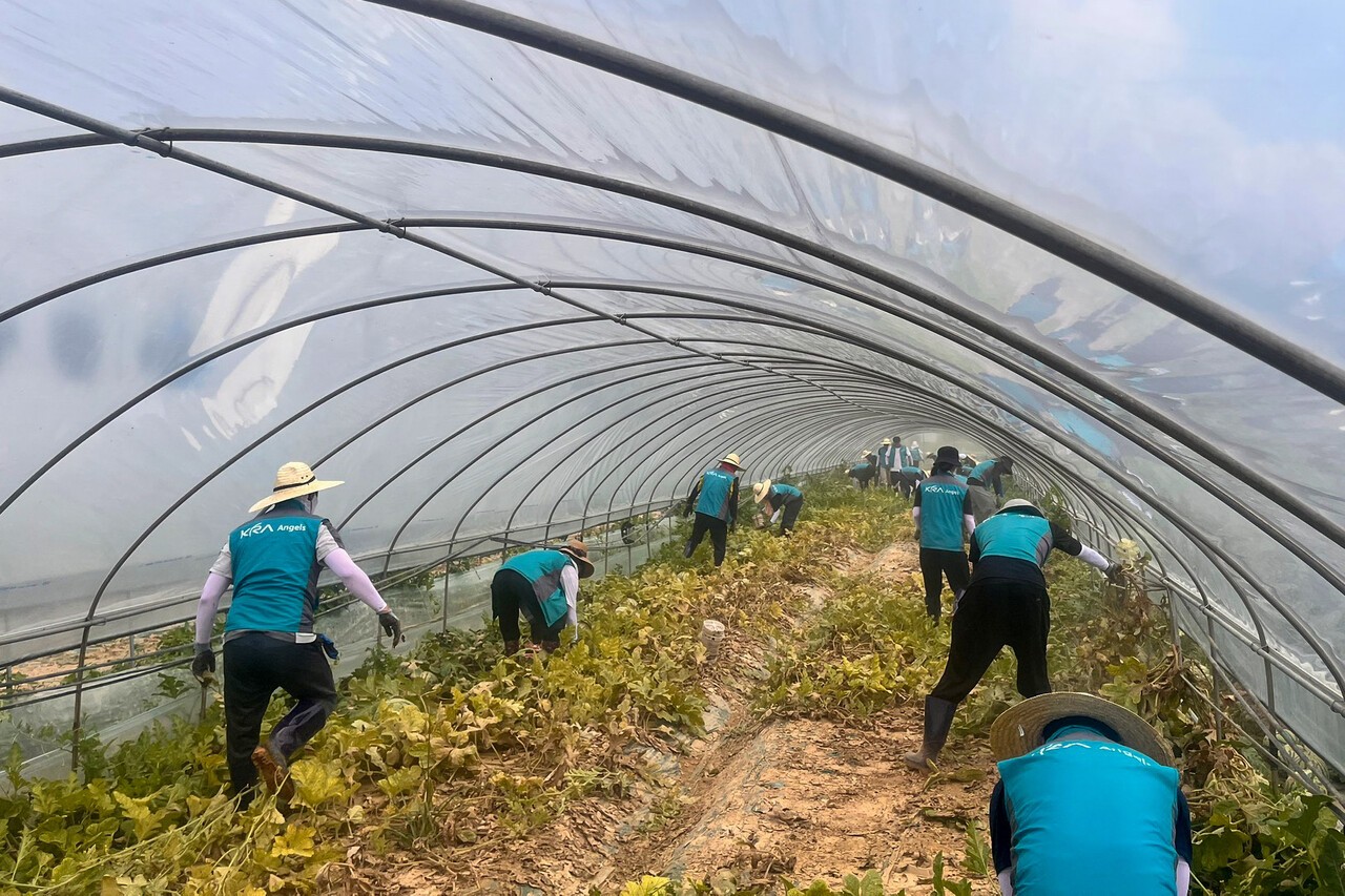 한국마사회 직원들이 침수 피해를 입은 수박하우스를 정리하고 있다.