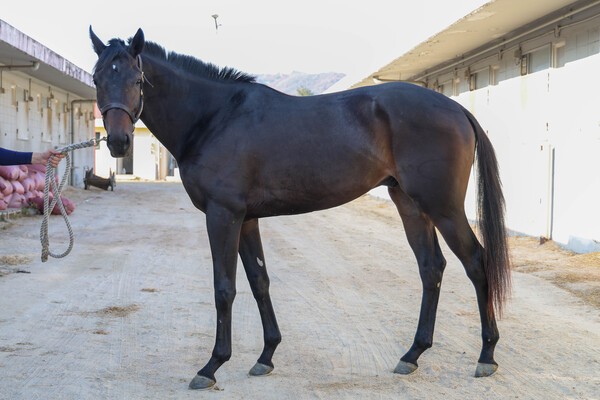 "(기획1)(사진4) 마이티코드.jpg" "(기획1)(사진1) 마이엠파이어.jpg" "(기획1)(사진2) 원평스킷.jpg" "(기획1)(사진3) 크레이지스타.jpg"