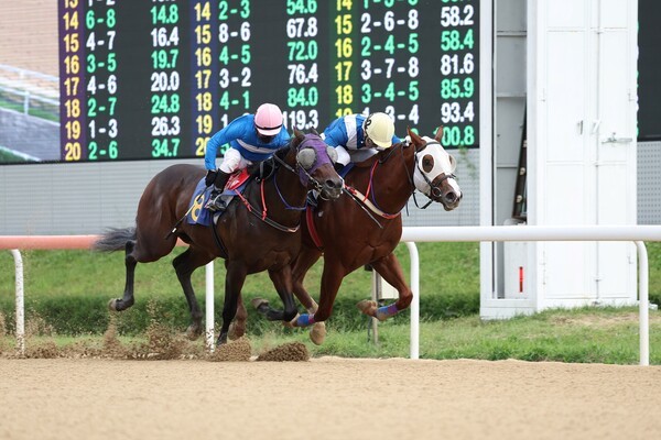 김해시장배 우승마 슈퍼에어로(2번마)와 다나카 기수.