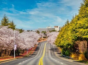 켄싱턴호텔앤리조트, 봄꽃 명소 연계한 ‘봄꽃 여행’ 테마 패키지 선봬