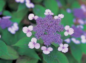 국립수목원, 4월 ‘우리의 정원식물’로 풍성하고 화려한 ‘산수국’ 선정