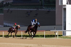 [경마]렛츠런파크 부경 브리더스컵 퀸, 시즌 최강 암말 가리는 ‘퀸즈투어 최종장’